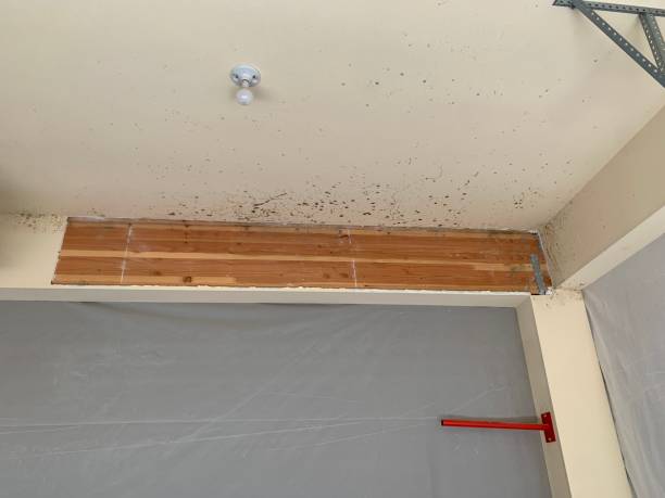 Best Biohazard Mold Removal  in Punaluu, HI