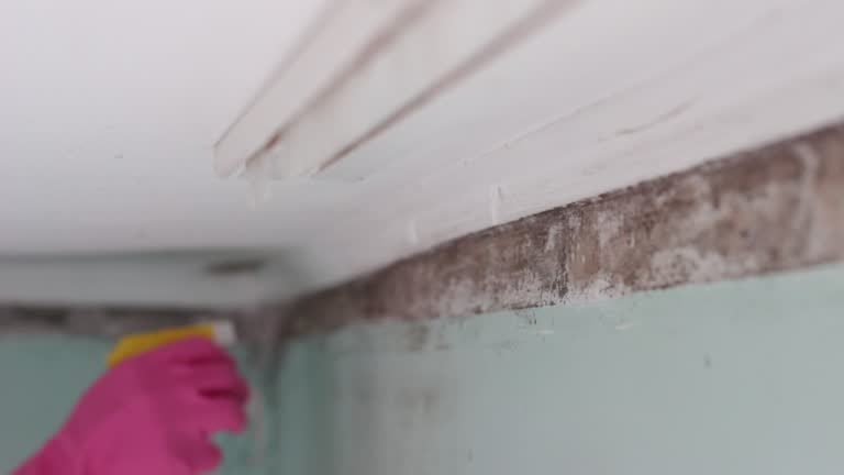 Best Mold Removal for HVAC Installations  in Punaluu, HI